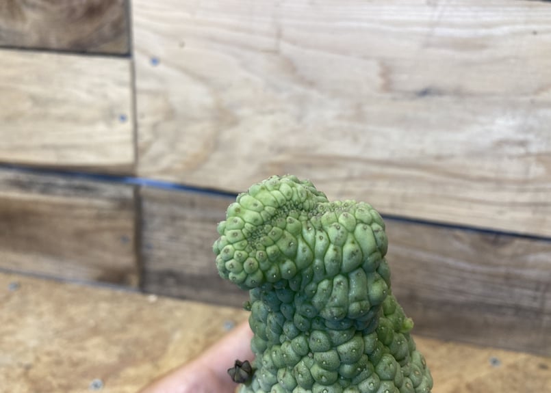 ラリレアキア カクティフォルメ 仏頭玉 綴化 | NATPARK-STORE