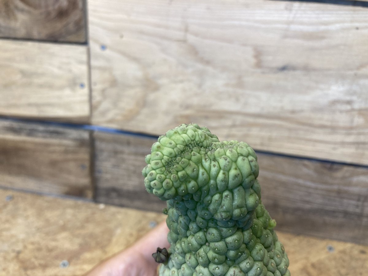 仏頭玉石化　ラリレアキア　カクティフォルメ 仏頭玉 綴化（ラリレアキア・カクティフォルメ）｜多肉植物