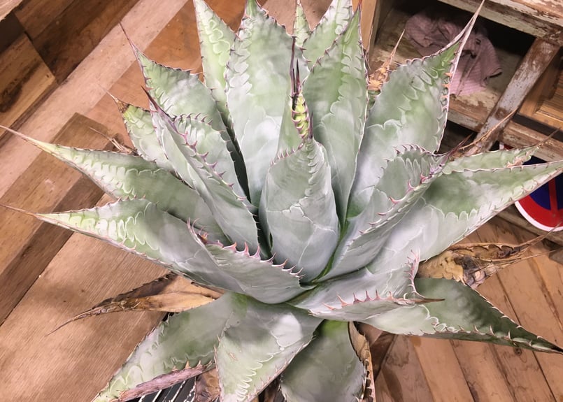 Ｆ①　アガベ　パラサナ　大株 大株】アガベ・パラサナ グローブ - HANS 多肉植物とサボテンの