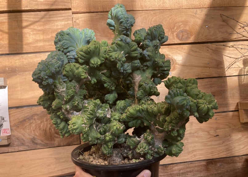 超特大 竜神木 綴化 | NATPARK-STORE