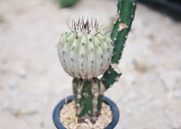 ラリレアキア カクティフォルメ 仏頭玉 綴化 | NATPARK-STORE