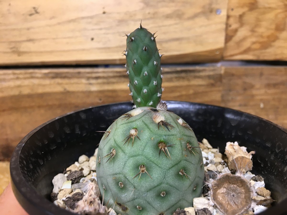 テフロカクタス ゲオメトリクス | NATPARK-STORE