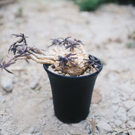 キリンドリフォリア | STORES