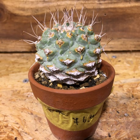 ストロンボカクタス菊水 | STORES