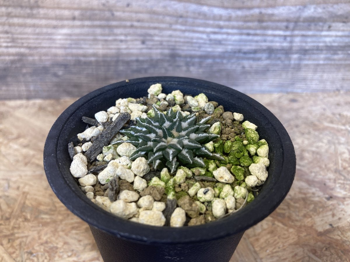 アリオカルプス　姫牡丹　国産実生 アリオカルプス 姫牡丹 実生 | NATPARK-STORE