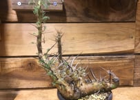 ユーフォルビア ムランジーナ 現地球 | NATPARK-STORE