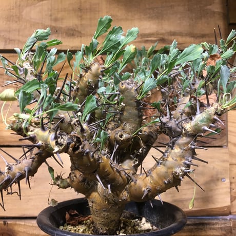 美形特大選抜サルコカウロンクラシカウレ塊根コーデックス