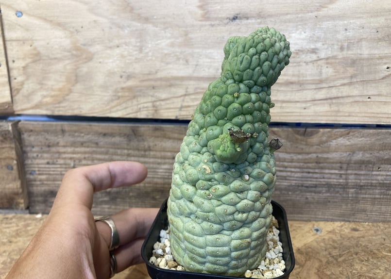美株 サボテン 仏頭玉 ラリレアキア カクティフォルメ ラリレアキア カクティフォルメ 仏頭玉 Larryleachia cactiformis