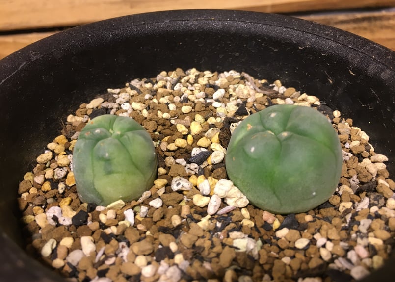 ロフォフォラ 翠冠玉錦 ディフューサ | NATPARK-STORE