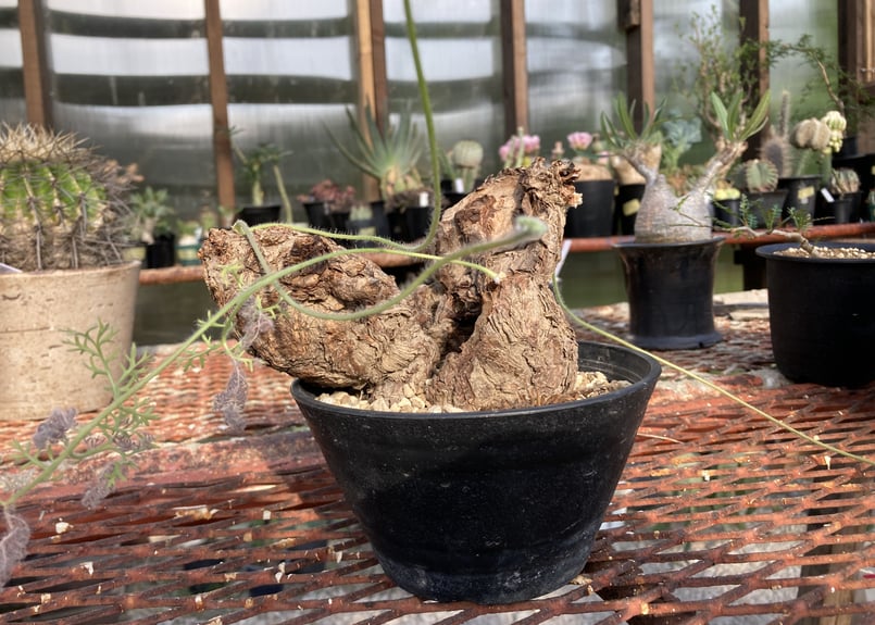 ペラルゴニウム トリステ | NATPARK-STORE 