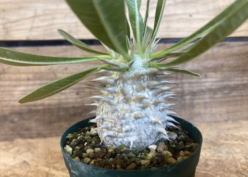 パキポディウム 白花恵比寿大黒 実生 | NATPARK-STORE