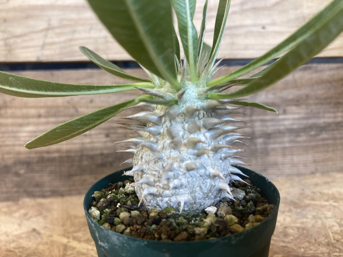 パキポディウム 白花恵比寿大黒 実生 | NATPARK-STORE パキポディウム 白花恵比寿大黒 実生 | NATPARK-STORE
