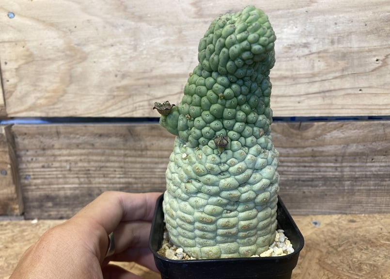 ラリレアキア カクティフォルメ 仏頭玉 綴化 | NATPARK-STORE