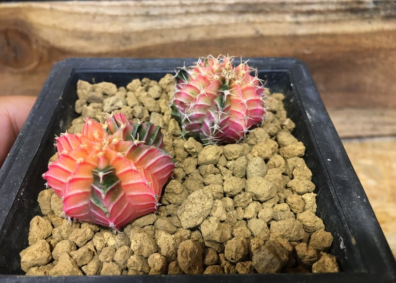 ギムノカリキウム LB2178 Hyb | NATPARK-STORE ギムノカリキウム LB2178 Hyb | NATPARK-STORE