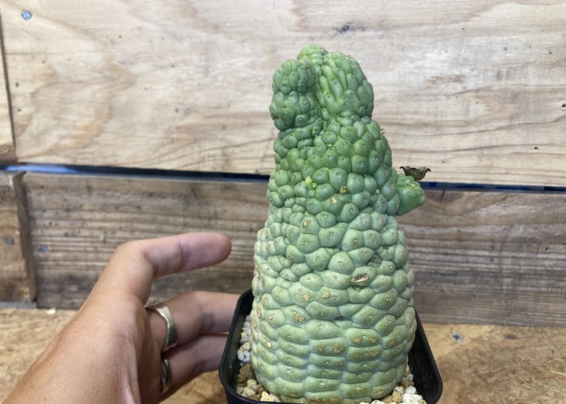 美株 サボテン 仏頭玉 ラリレアキア カクティフォルメ ラリレアキア カクティフォルメ 仏頭玉 綴化 | NATPARK-STORE