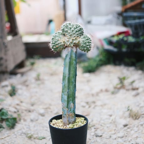 ストロンボ　カクタス　菊水　超扁平株 ストロンボ カクタス 菊水 超扁平株 ストロンボカクタス 菊水