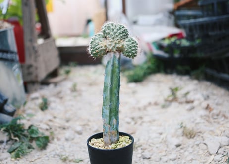 古株 サボテン フェロカクタス 竜眼 綴化? どぎつかっ
