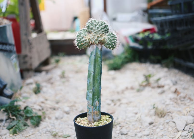 ストロンボカクタス 菊水 綴化 菊水綴化 実生カット A2978☆ストロンボ