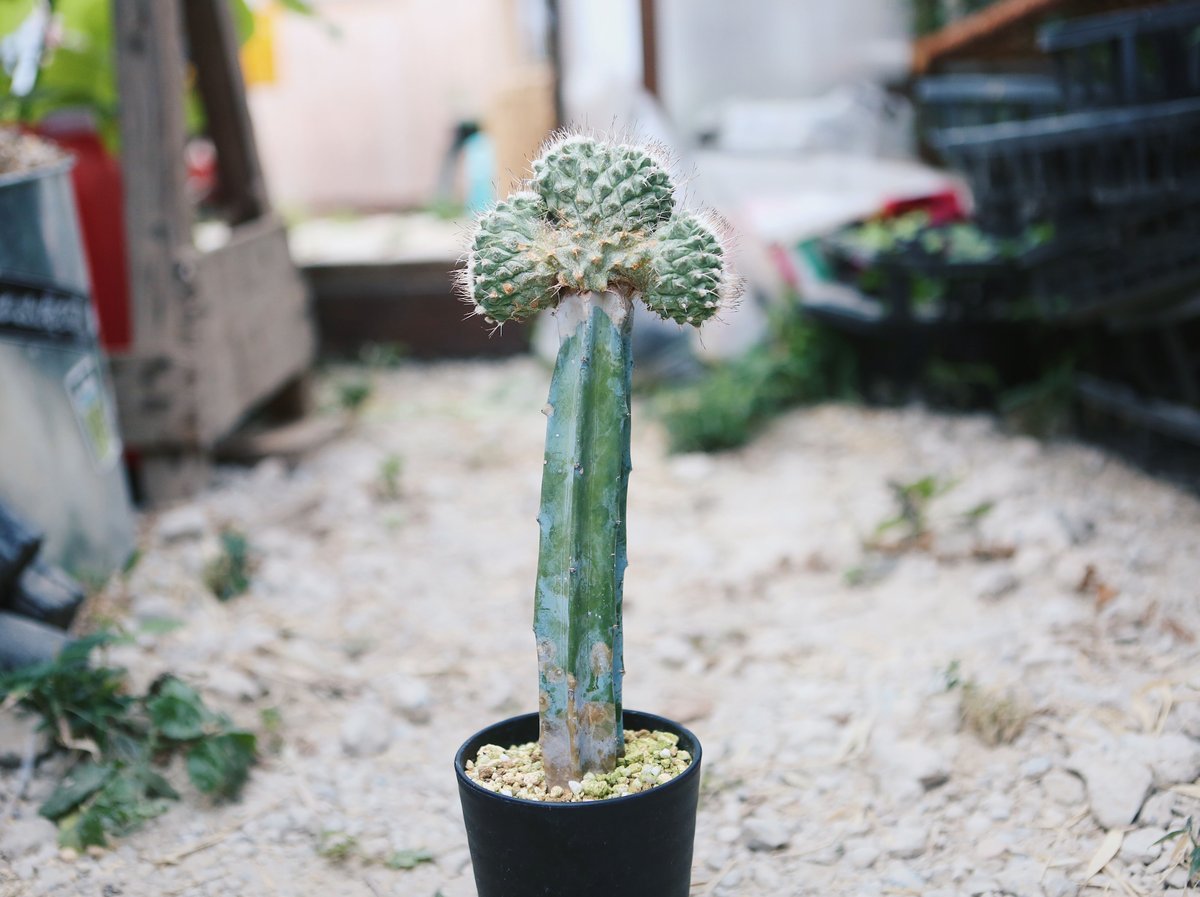 ストロボカクタス 菊水 綴化 | NATPARK-STORE