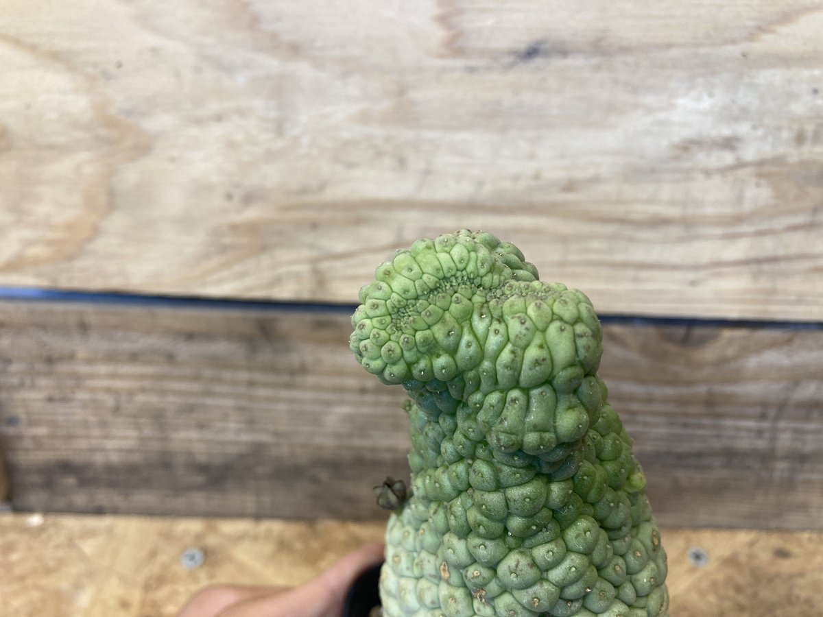 ラリレアキア カクティフォルメ 仏頭玉 綴化 | NATPARK-STORE