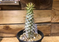 ユーフォルビア クラビゲラ 現地球 | NATPARK-STORE