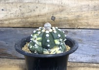 ガラパゴス団扇　黒肌 ガラパゴス団扇 黒肌 白刺 | NATPARK-STORE