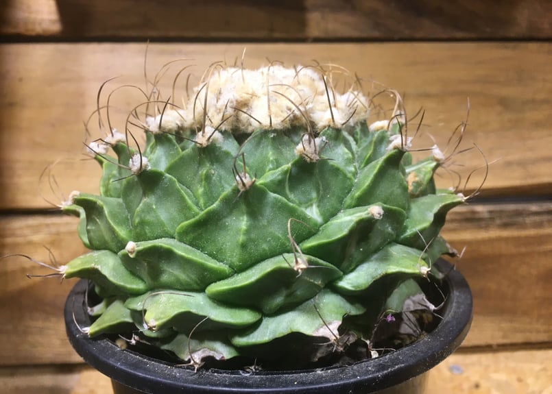 オブレゴニア デネグリー 帝冠 大疣 | NATPARK-STORE