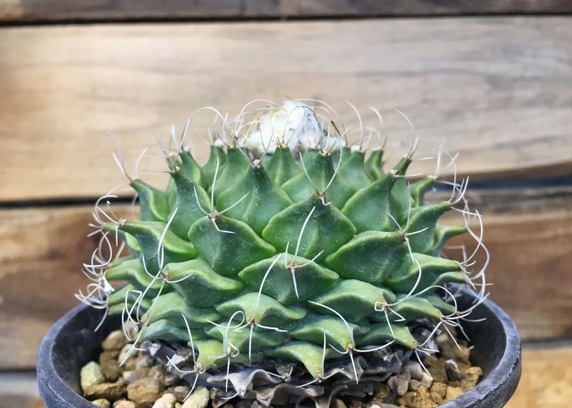 オブレゴニア デネグリー 帝冠 | NATPARK-STORE