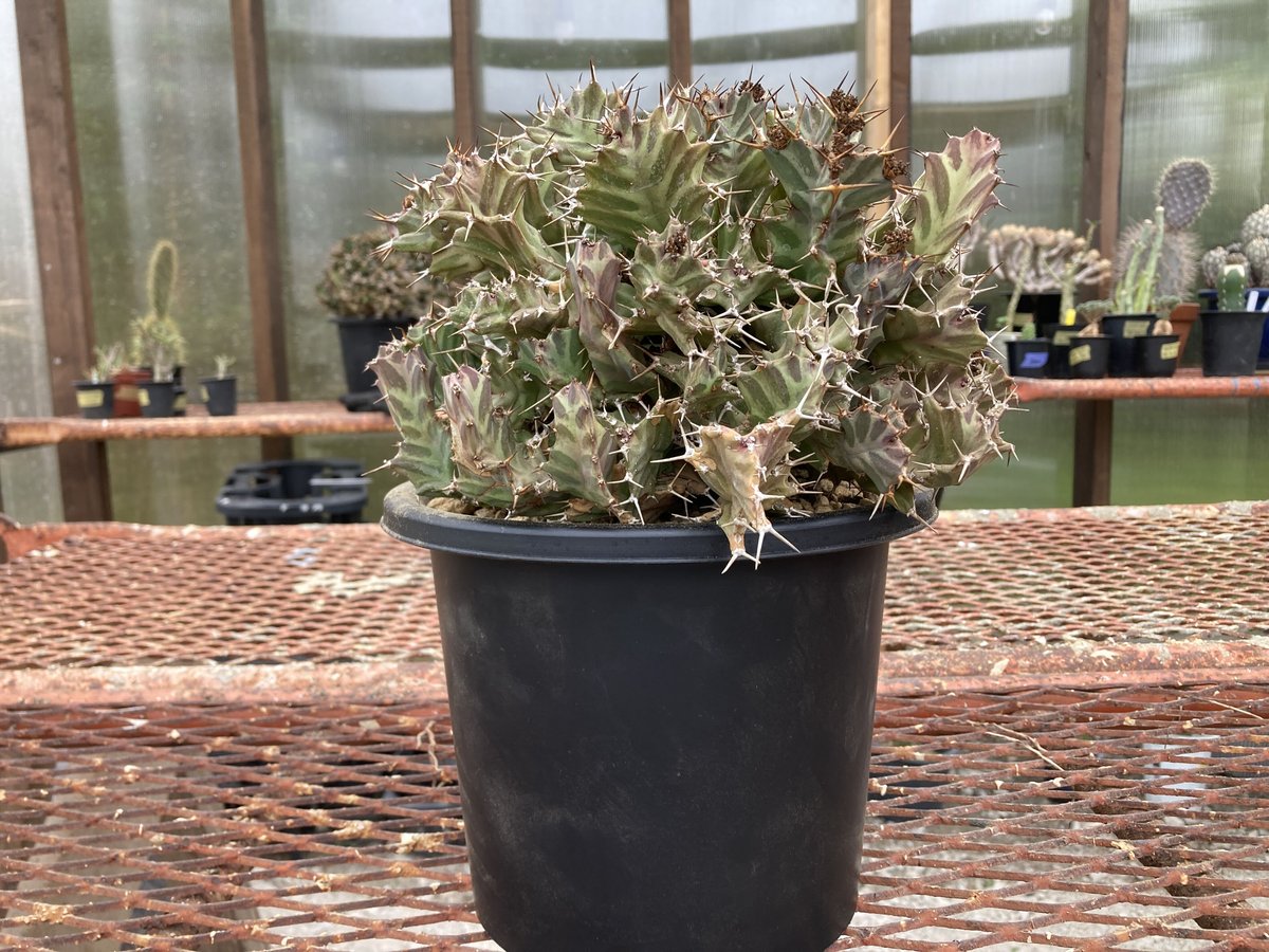 【希少】 ユーフォルビア トルチラマ 幅 約20cm 大型 希少】 ユーフォルビア トルチラマ 幅 約20cm 大型 希少