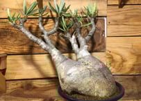 ガラパゴス団扇 黒肌 白刺 | NATPARK-STORE