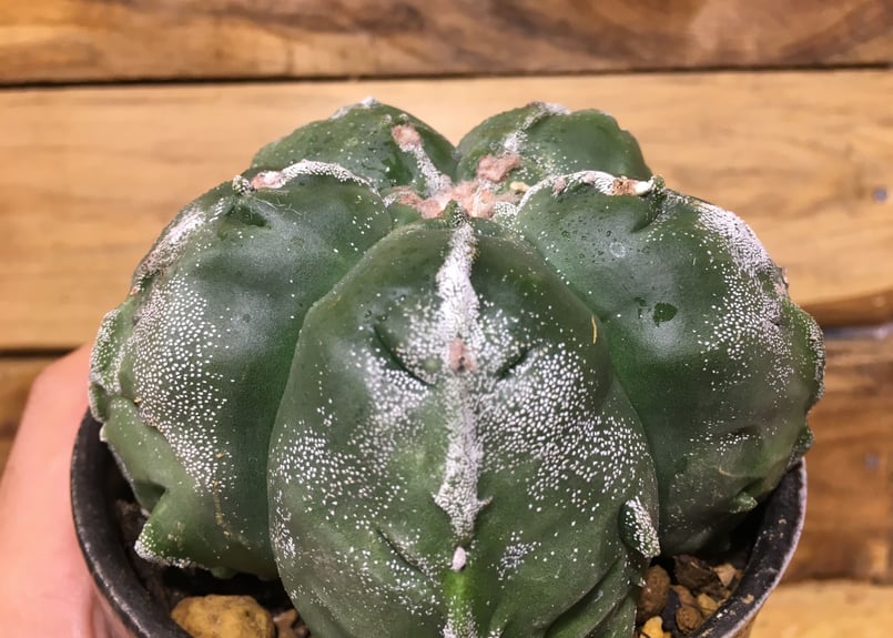 木質化激渋株】山川大助骨ストロンギゴーナム ヘキラン ランポー 碧