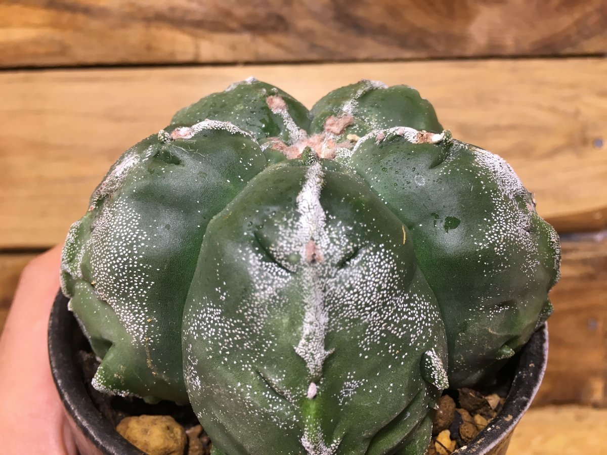 fit=scale-down,w=1200