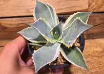 アガベ アメリカーナ錦 | NATPARK-STORE