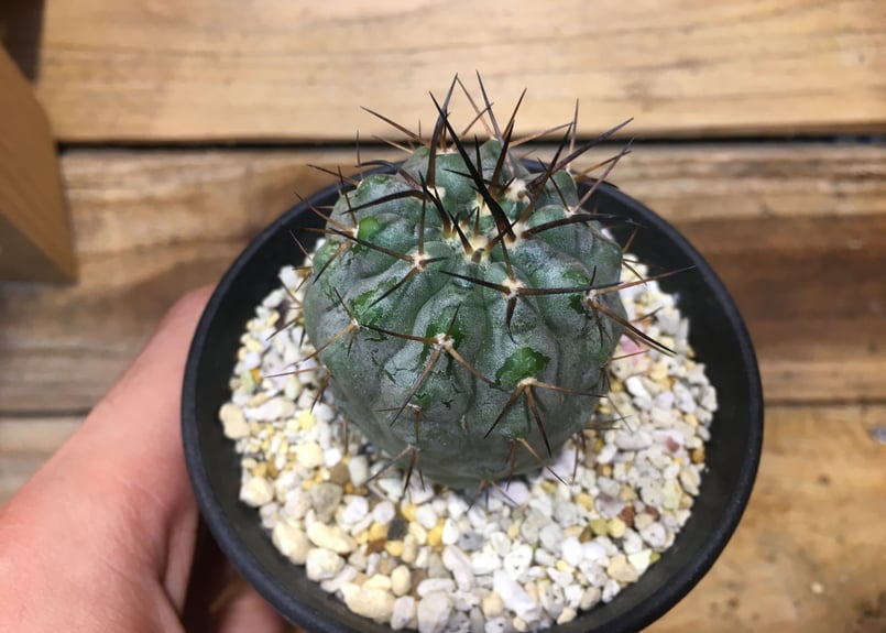 コピアポア シネレア 黒王丸 輸入実生 | NATPARK-STORE