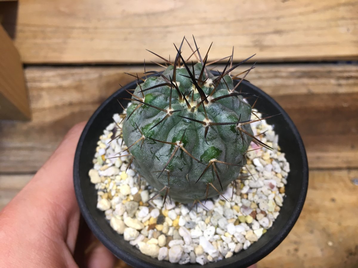 コピアポア シネレア 黒王丸 輸入実生 | NATPARK-STORE