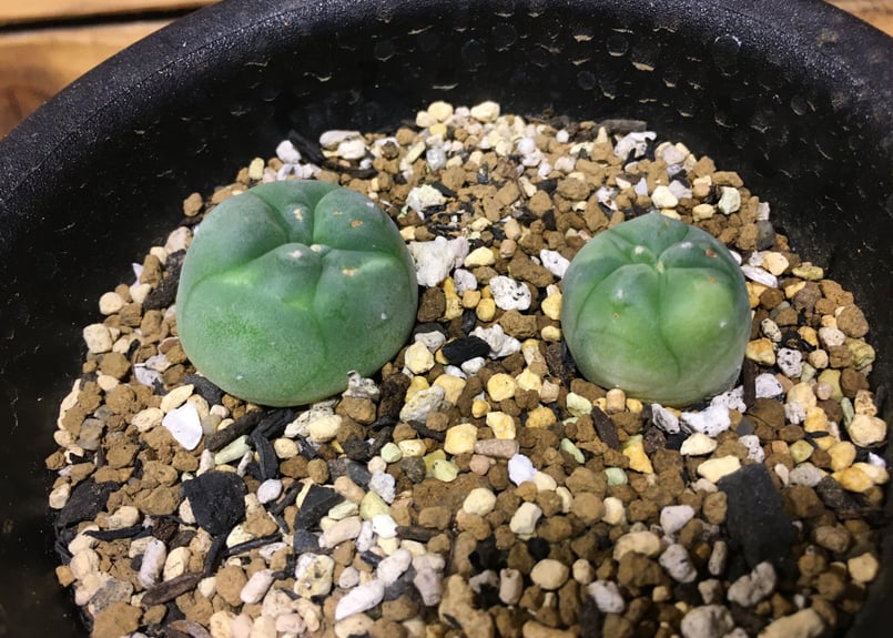 ディフューサ 翠冠玉 大株 鉢植えメルカリ便送料込み ロフォフォラ 翠冠玉 プラ鉢&オリジナルプランツタグ付き №1