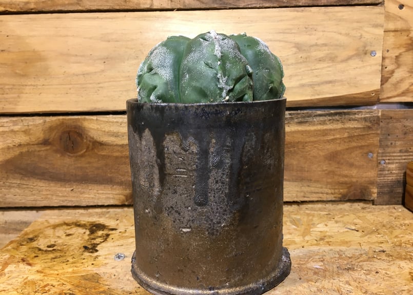 木質化激渋株】山川大助骨ストロンギゴーナム ヘキラン ランポー 碧