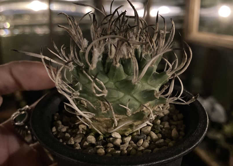 牙城丸　ツルビニカルプス　サボテン　昇竜丸黒王丸 turbinicarpus 昇竜丸《大きめM size》※littmon seed9年株※選抜