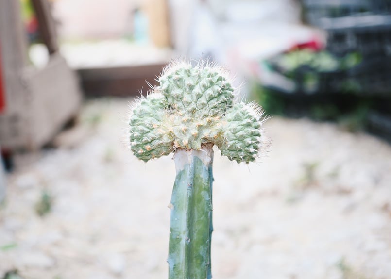 菊水綴化 ストロンボカクタス 菊水綴化 | 叢 – くさむら – Qusamura