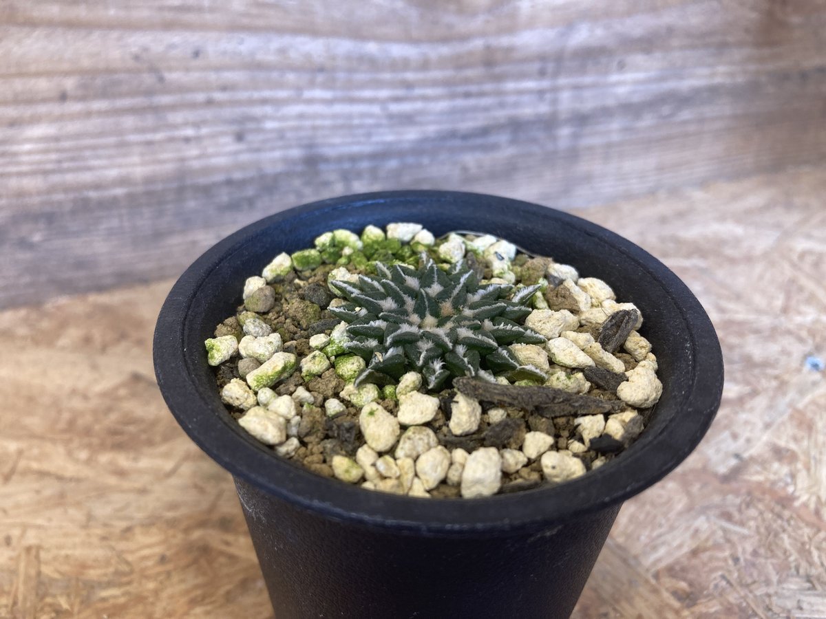 アリオカルプス - 姫牡丹 中筋無 - 国内実生 アリオカルプス 姫牡丹