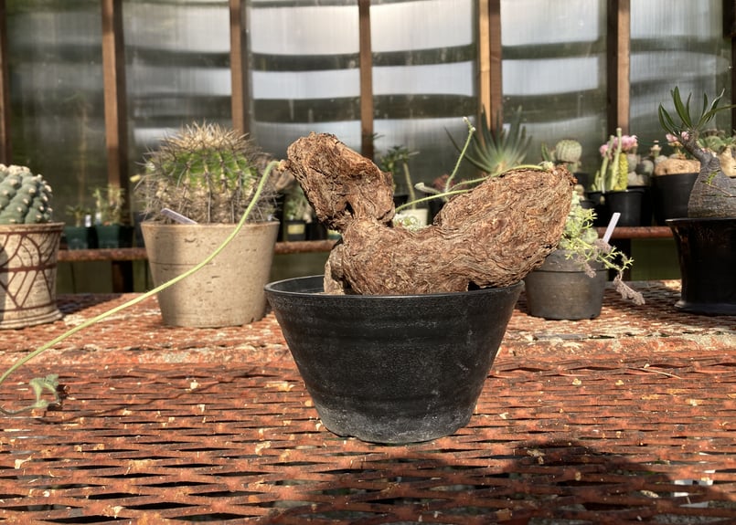 ペラルゴニウム トリステ | NATPARK-STORE