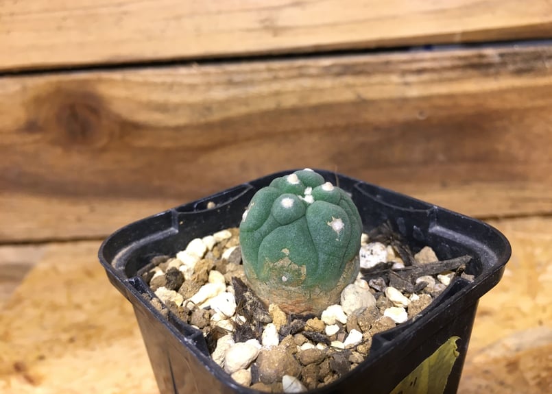 ロフォフォラ 疣銀冠 カキコ | NATPARK-STORE