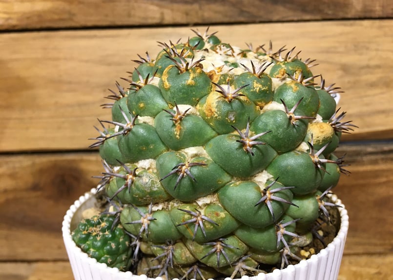 コリファンタ 象牙丸錦 カキ子 コリファンタ・象牙丸錦(抜き苗) 国内繁殖