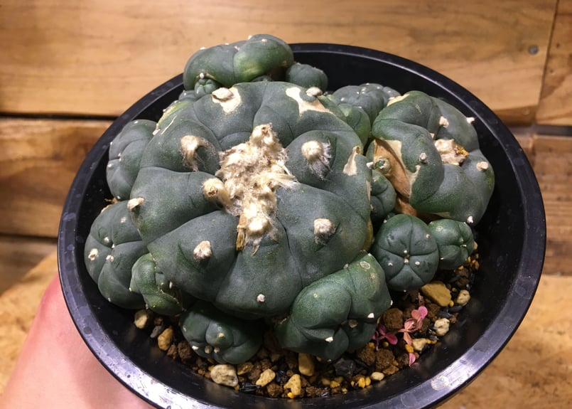 【古株】激渋二頭銀冠玉 Lophophora fricii 烏羽玉 ロフォフォラ 古株】激渋二頭銀冠玉 Lophophora fricii 烏羽玉 ロフォフォラ 古株