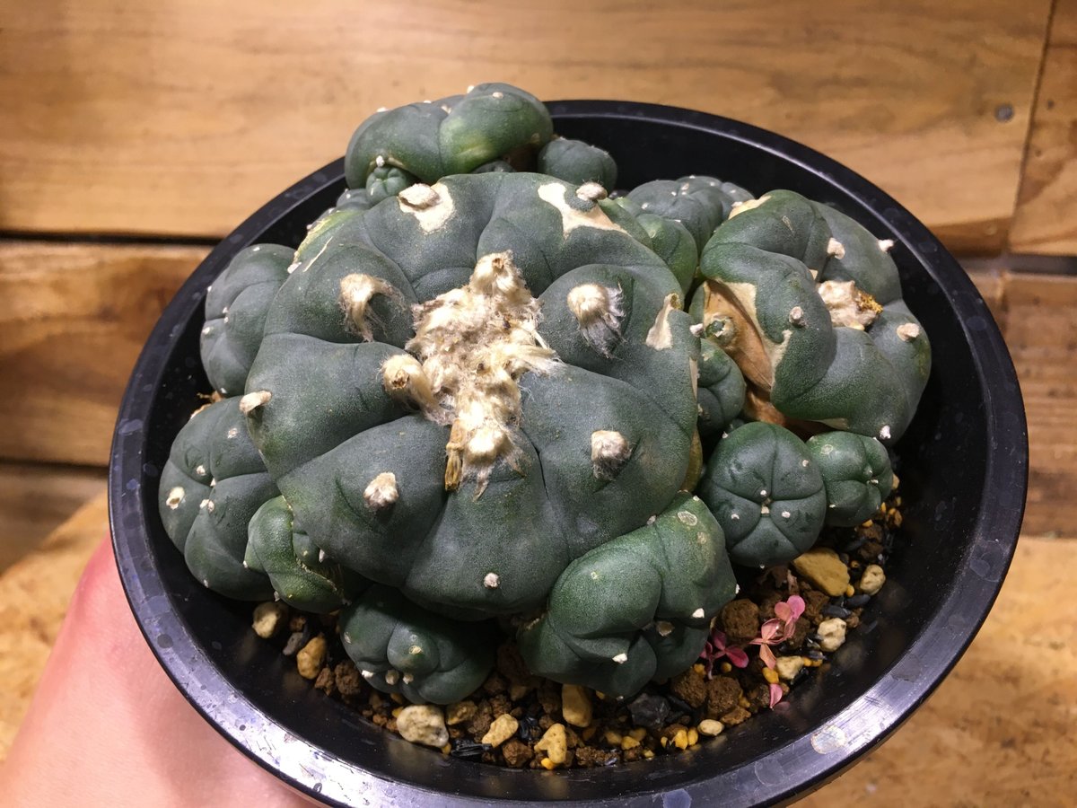 古株】激渋二頭銀冠玉 Lophophora fricii 烏羽玉 ロフォフォラ 【公式