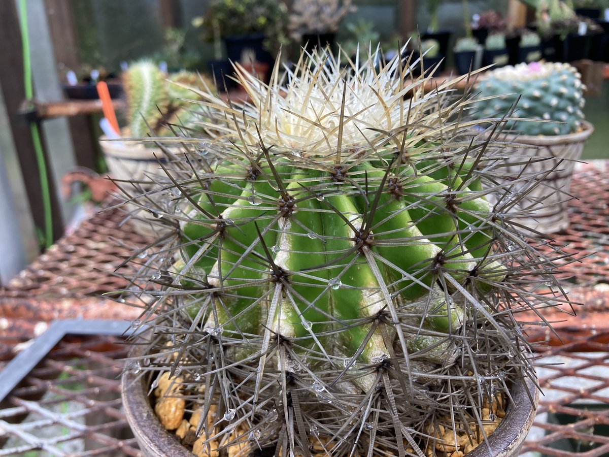 キンシャチ 金鯱 抜き苗 サボテン エキノカクタス 金鯱 抜き苗 5個