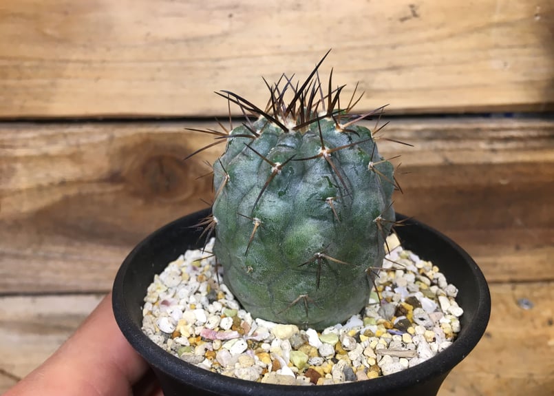 コピアポア シネレア 黒王丸 輸入実生 | NATPARK-STORE