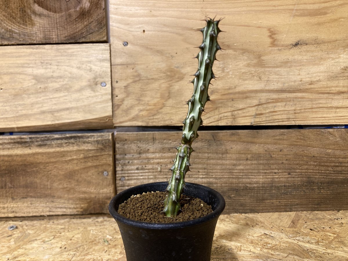 ユーフォルビア sp ソマリア ホルディオ①（Euphorbia sp. nova 