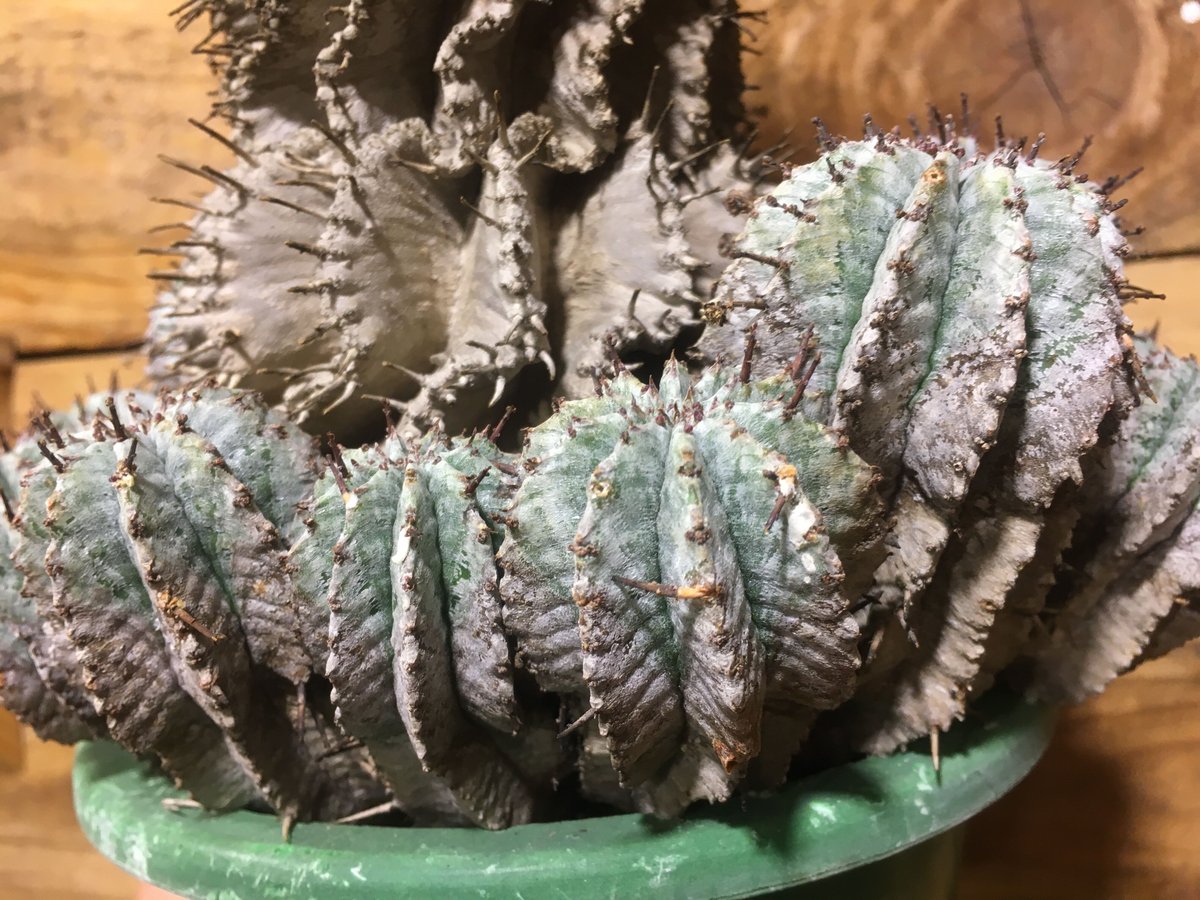 界*）様 ユーフォルビア ホリダ 紗-USUGINU- 超選抜 8/24まで出品ユーフォルビアホリダ White zebra S胴太 雌親株