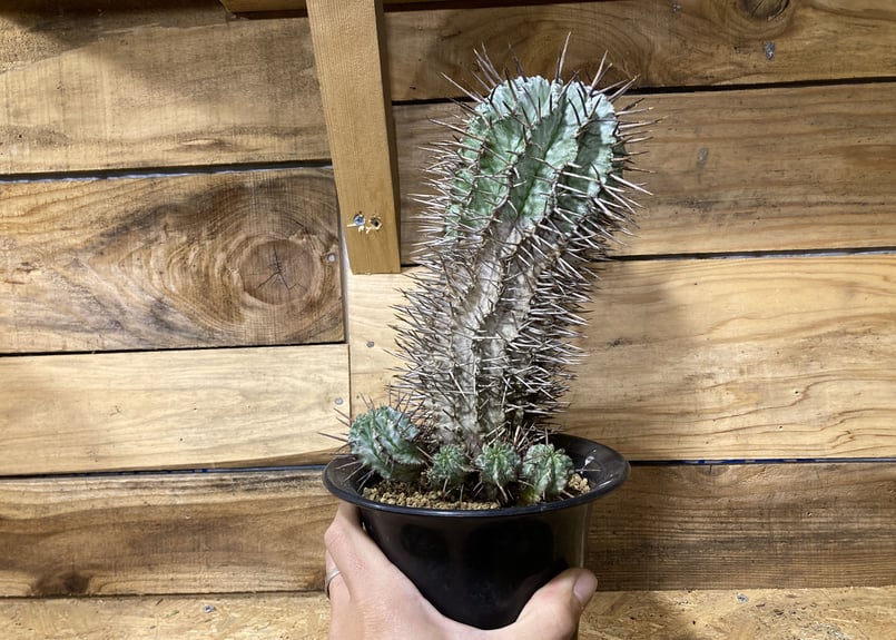 強棘ホリダ　サボテン ユーフォルビア 強刺ホリダ | mana's farm:塊根植物・アガベ・ドライ